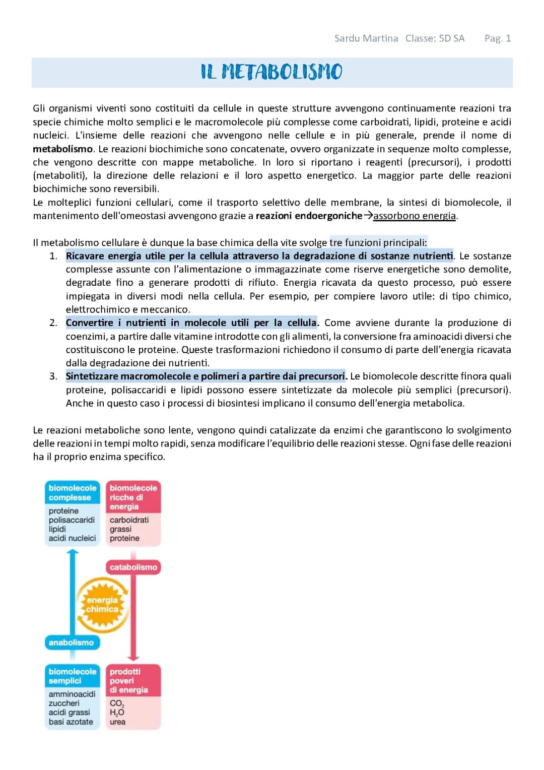 Metabolismo Cellulare, Glicolisi, Ciclo di Krebs, Fosforilazione ossidativa, Metabolismo Lipidi, Metabolismo Proteine