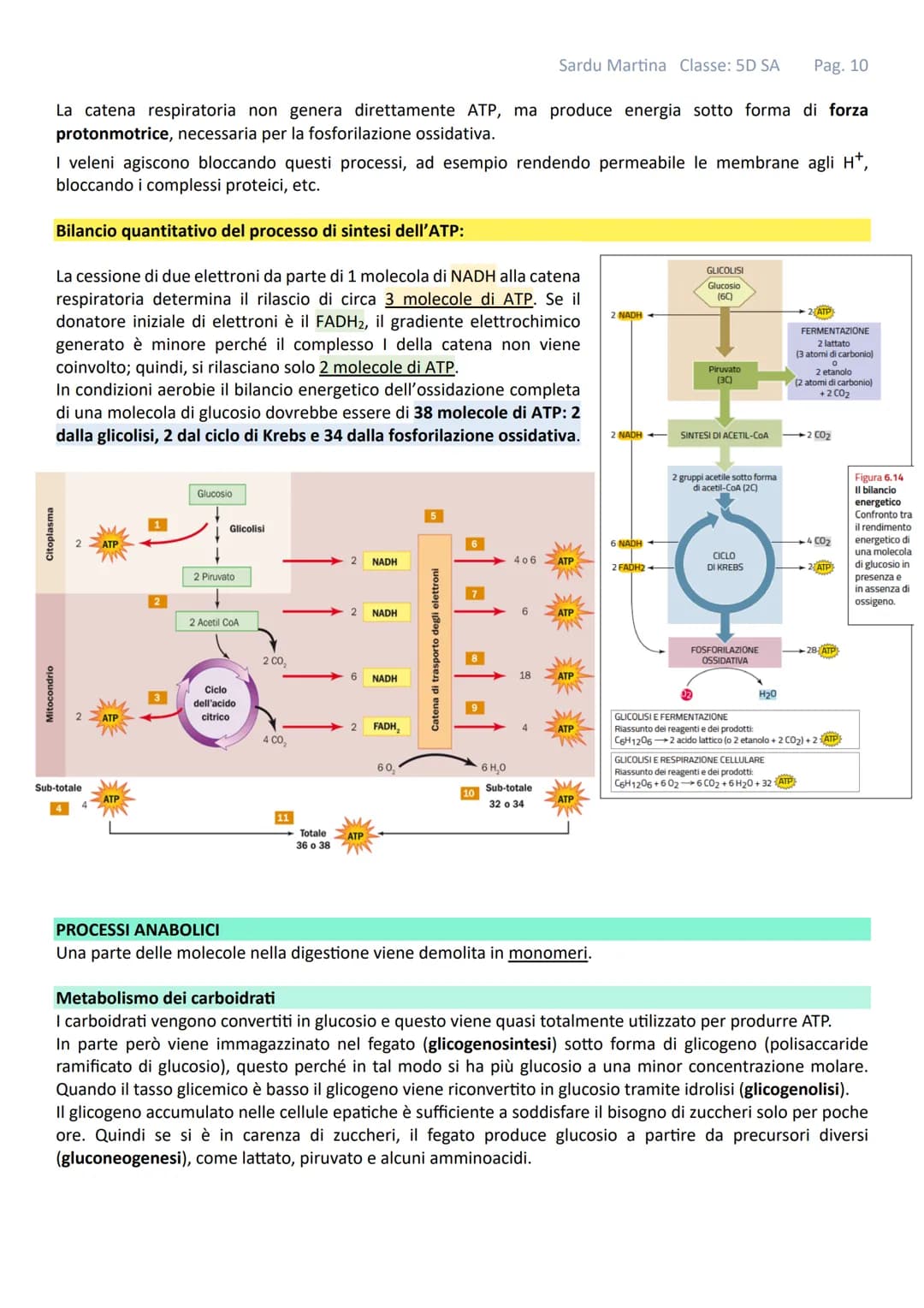 IL METABOLISMO
Gli organismi viventi sono costituiti da cellule in queste strutture avvengono continuamente reazioni tra
specie chimiche mol