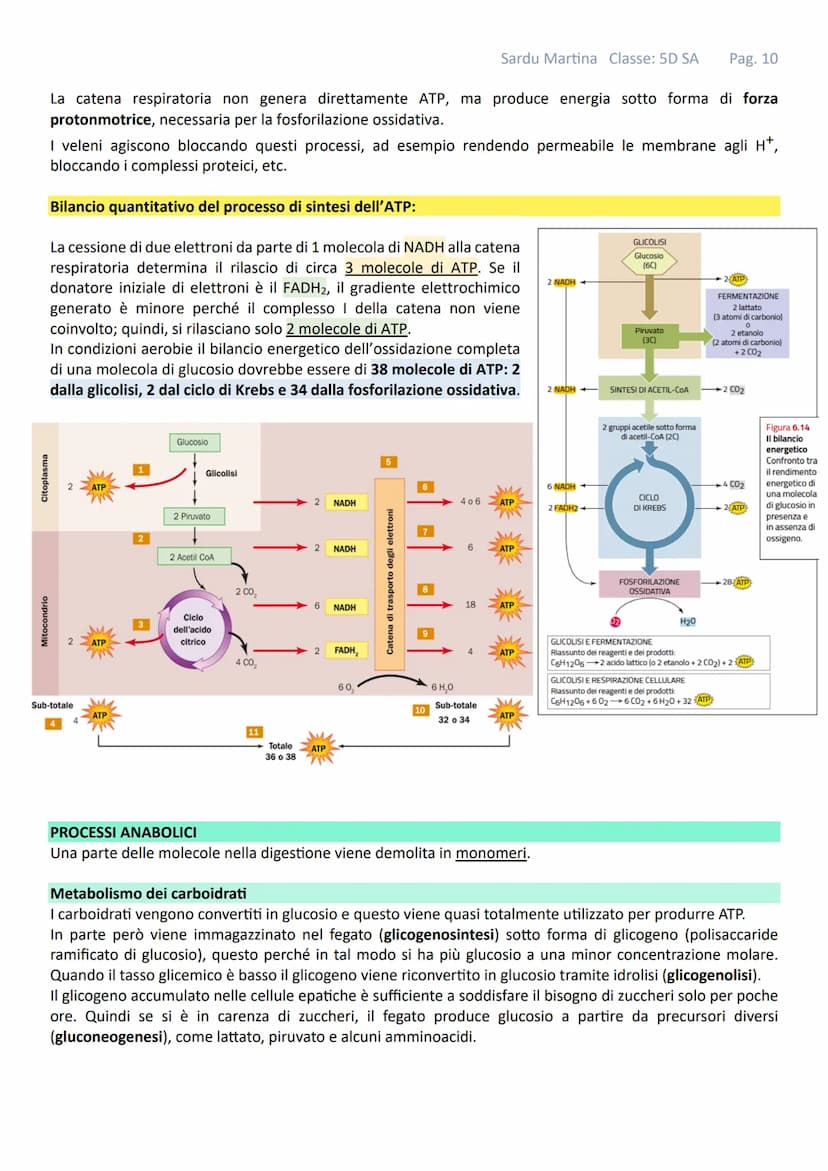 IL METABOLISMO
Gli organismi viventi sono costituiti da cellule in queste strutture avvengono continuamente reazioni tra
specie chimiche mol