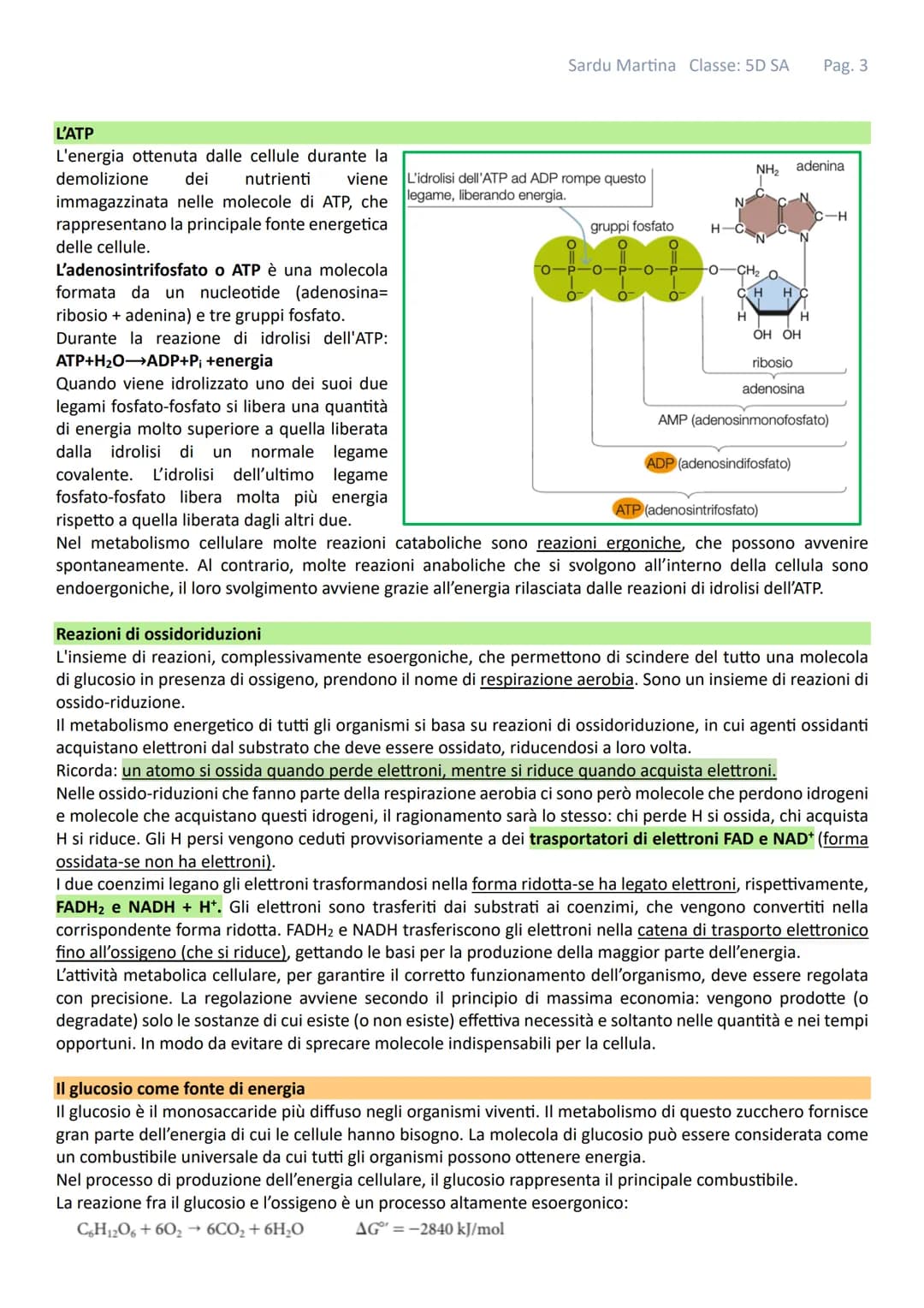 IL METABOLISMO
Gli organismi viventi sono costituiti da cellule in queste strutture avvengono continuamente reazioni tra
specie chimiche mol