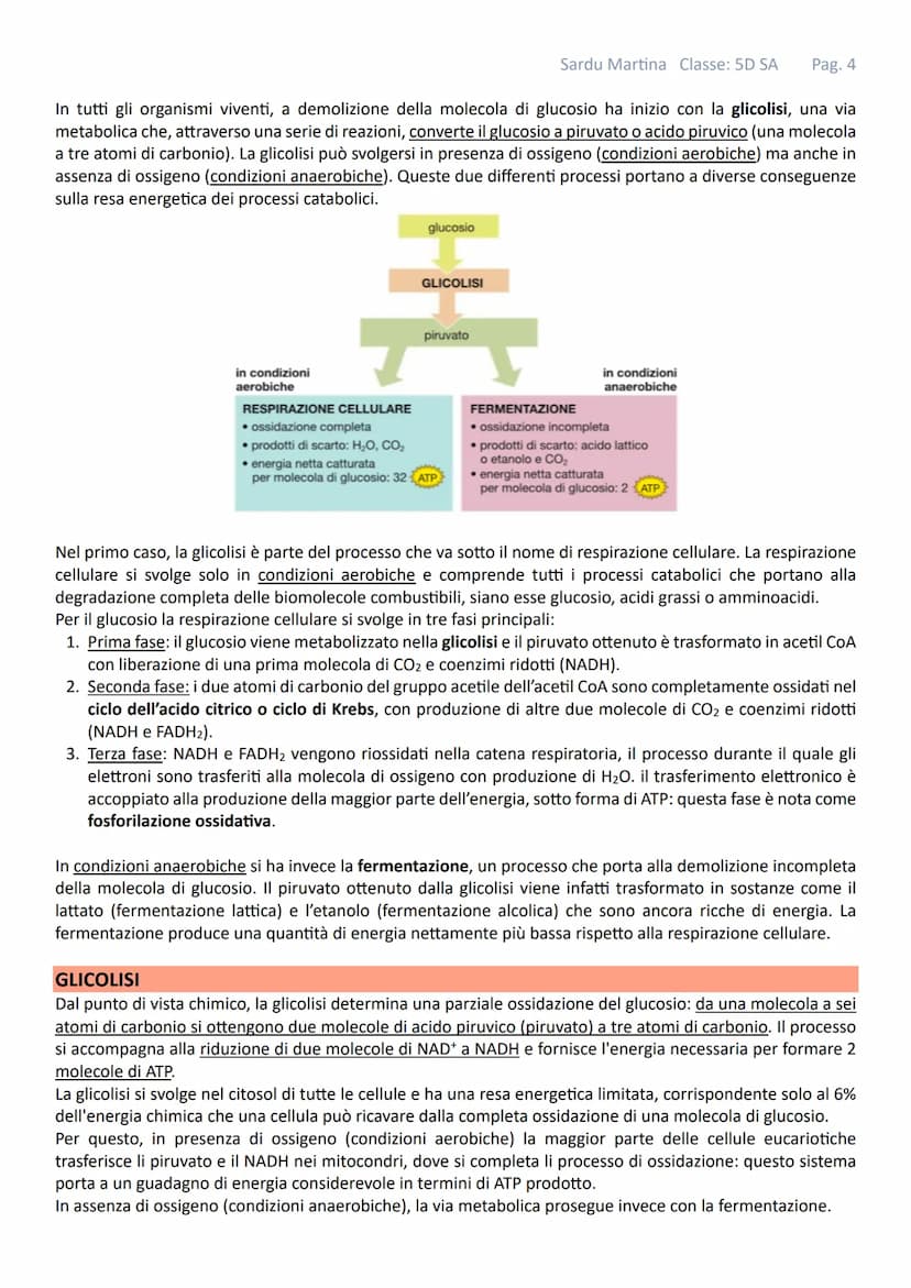 IL METABOLISMO
Gli organismi viventi sono costituiti da cellule in queste strutture avvengono continuamente reazioni tra
specie chimiche mol