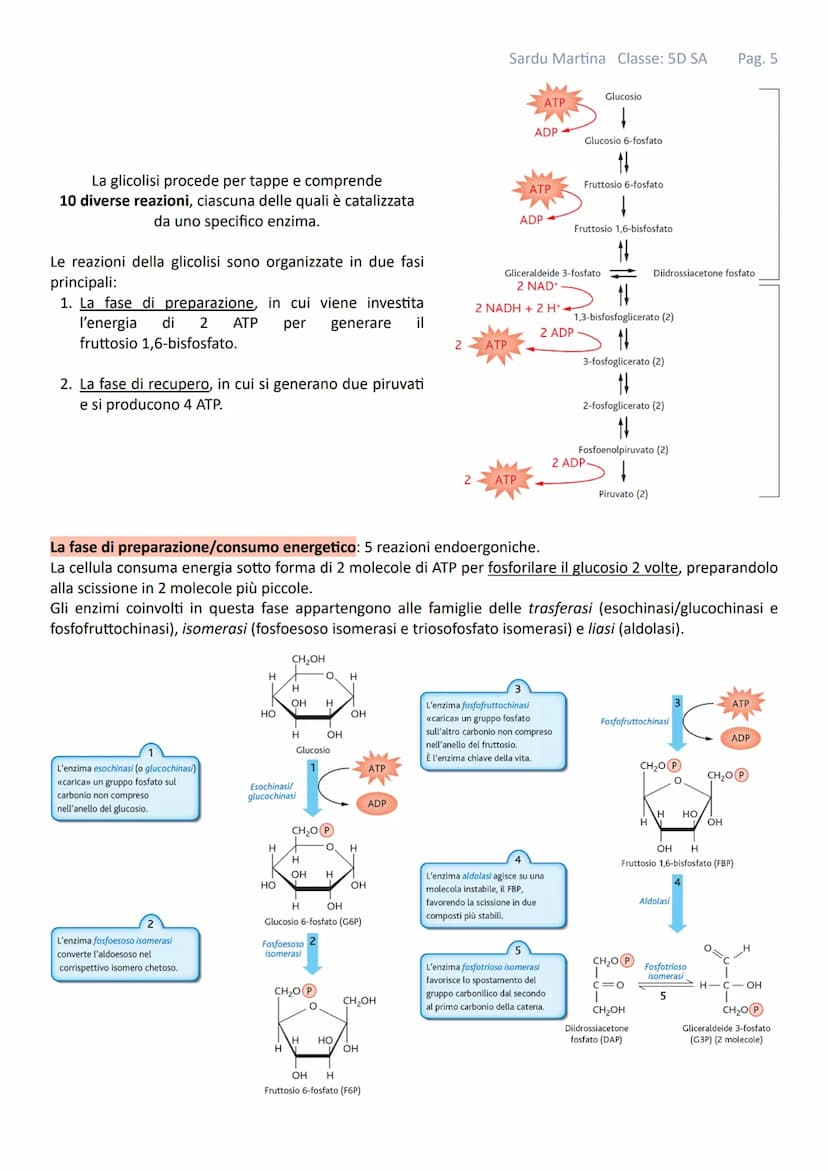 IL METABOLISMO
Gli organismi viventi sono costituiti da cellule in queste strutture avvengono continuamente reazioni tra
specie chimiche mol