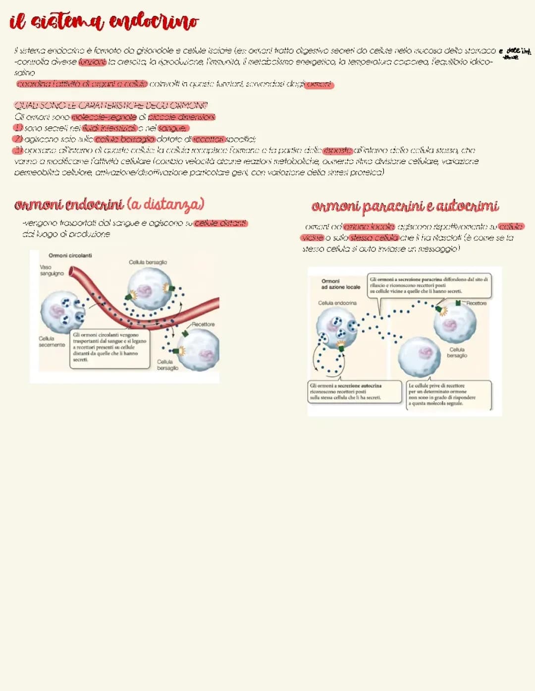 Sistema endocrino 
