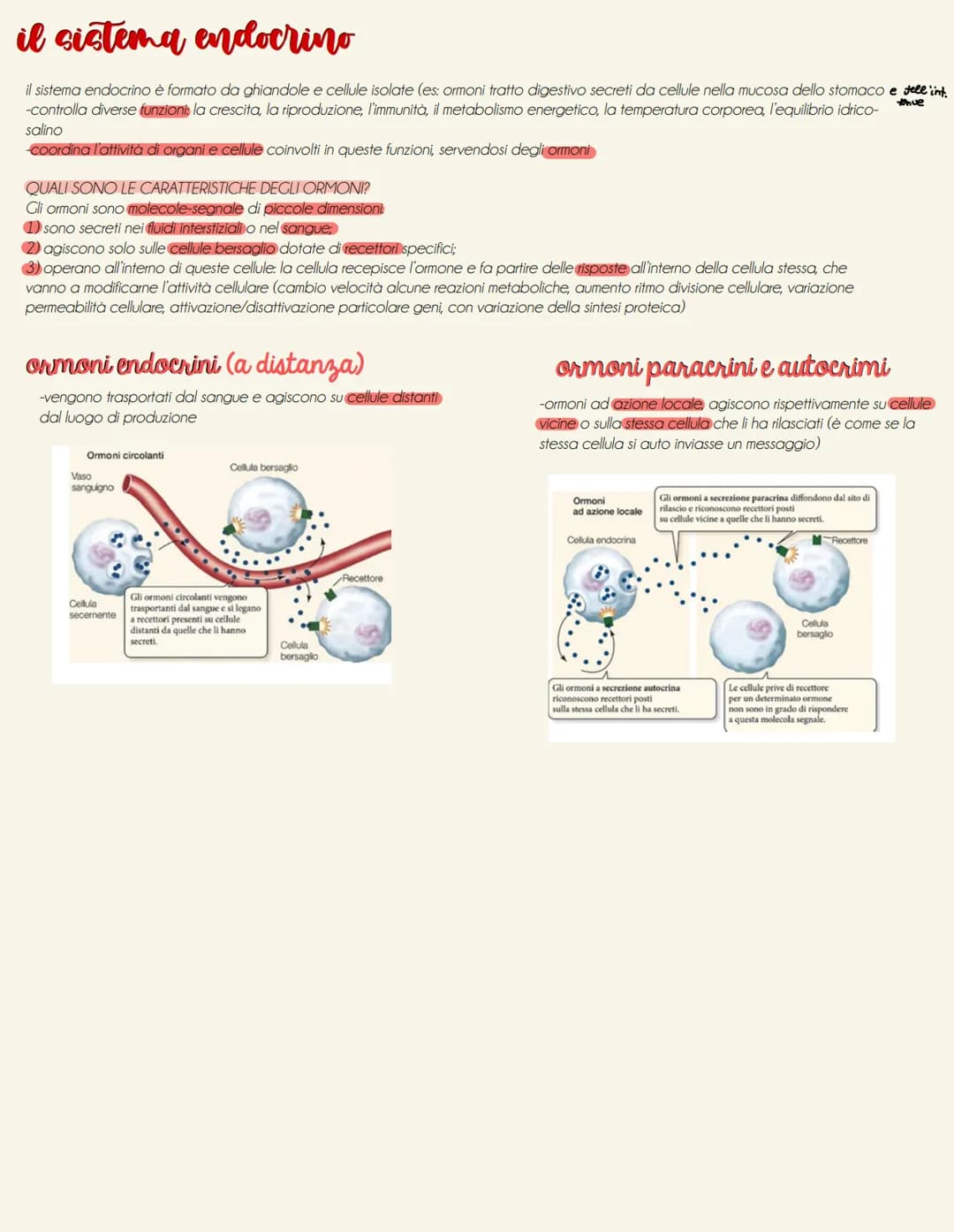 il sistema endocrino
tonve
il sistema endocrino è formato da ghiandole e cellule isolate (es: ormoni tratto digestivo secreti da cellule nel