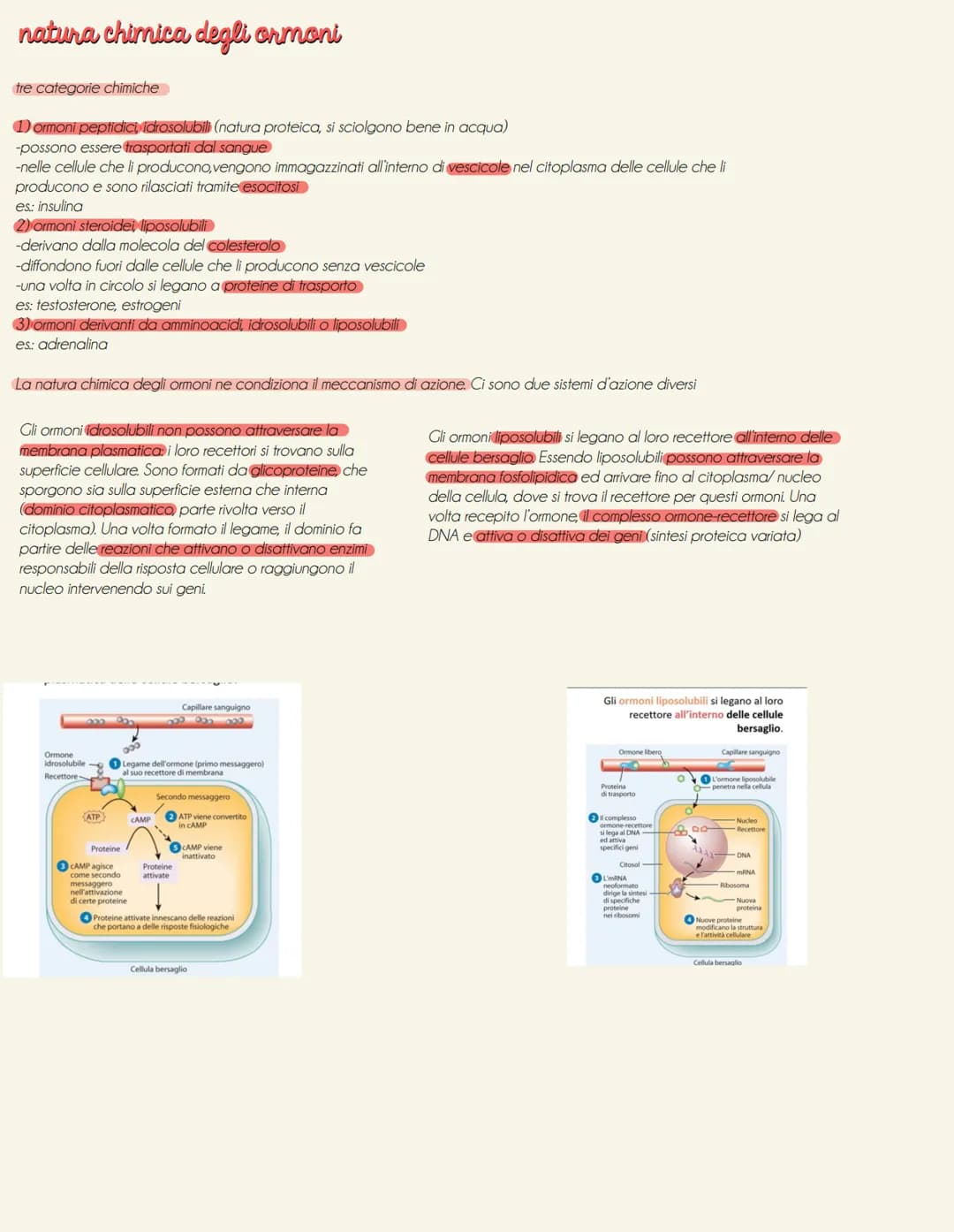 il sistema endocrino
tonve
il sistema endocrino è formato da ghiandole e cellule isolate (es: ormoni tratto digestivo secreti da cellule nel