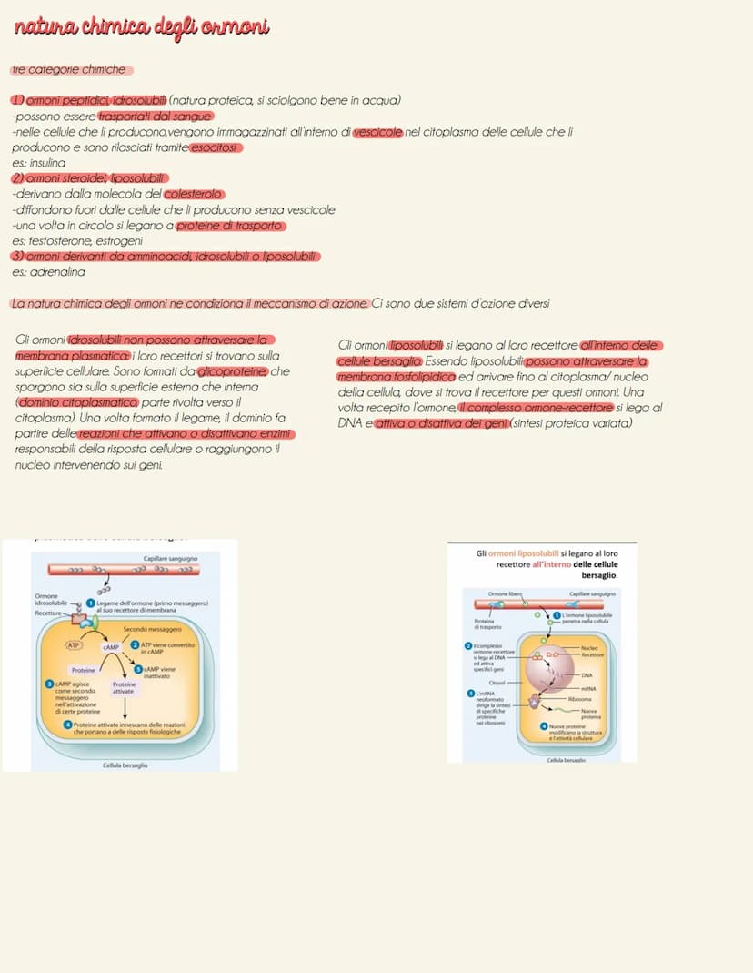 il sistema endocrino
tonve
il sistema endocrino è formato da ghiandole e cellule isolate (es: ormoni tratto digestivo secreti da cellule nel