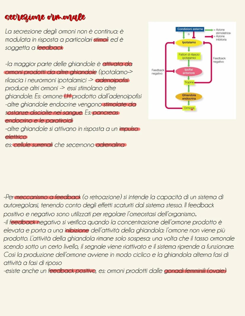 il sistema endocrino
tonve
il sistema endocrino è formato da ghiandole e cellule isolate (es: ormoni tratto digestivo secreti da cellule nel