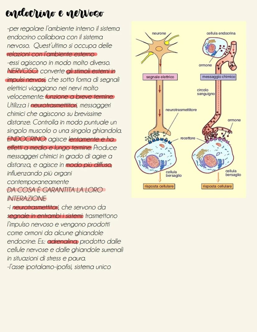 il sistema endocrino
tonve
il sistema endocrino è formato da ghiandole e cellule isolate (es: ormoni tratto digestivo secreti da cellule nel