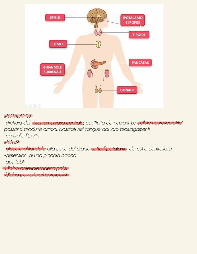 il sistema endocrino
tonve
il sistema endocrino è formato da ghiandole e cellule isolate (es: ormoni tratto digestivo secreti da cellule nel