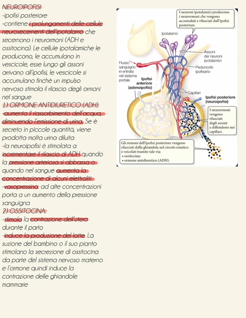 il sistema endocrino
tonve
il sistema endocrino è formato da ghiandole e cellule isolate (es: ormoni tratto digestivo secreti da cellule nel