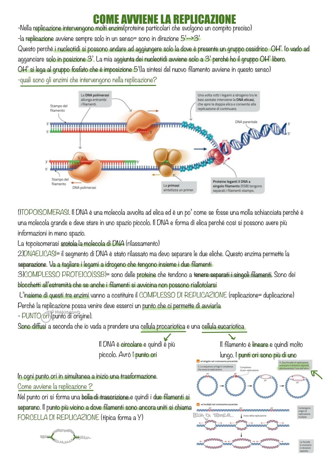 LA REPLICAZIONE DEL DNA
Ad un certo punto ci si è chiesti come il DNA fa a passare le informazioni da una cellula all'altra. Sicuramente si 
