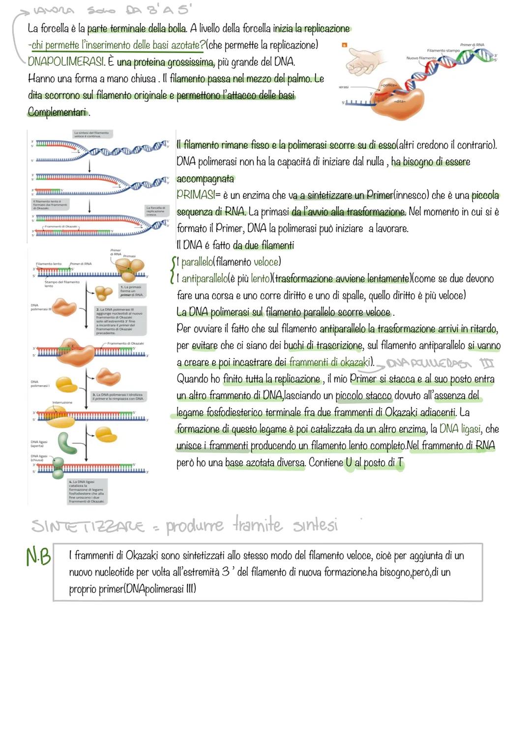 LA REPLICAZIONE DEL DNA
Ad un certo punto ci si è chiesti come il DNA fa a passare le informazioni da una cellula all'altra. Sicuramente si 