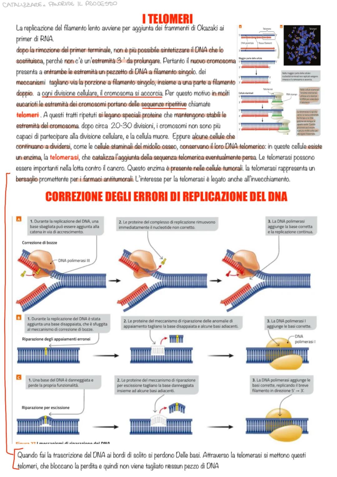 LA REPLICAZIONE DEL DNA
Ad un certo punto ci si è chiesti come il DNA fa a passare le informazioni da una cellula all'altra. Sicuramente si 