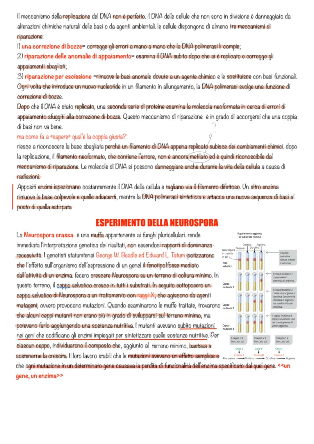 LA REPLICAZIONE DEL DNA
Ad un certo punto ci si è chiesti come il DNA fa a passare le informazioni da una cellula all'altra. Sicuramente si 