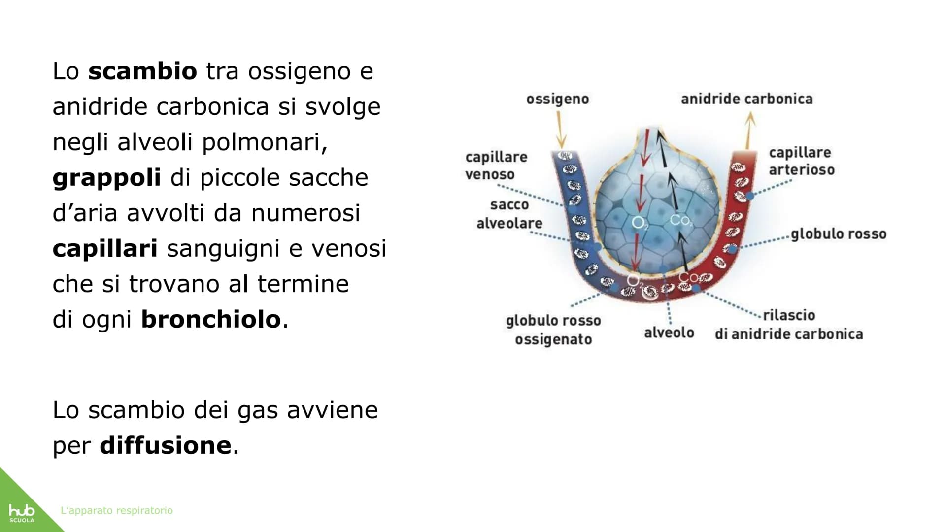 hub
SCUOLA
L'apparato
respiratorio hub
SCUOLA
L'apparato respiratorio fornisce
ossigeno al nostro corpo
ed espelle anidride carbonica
ed ele
