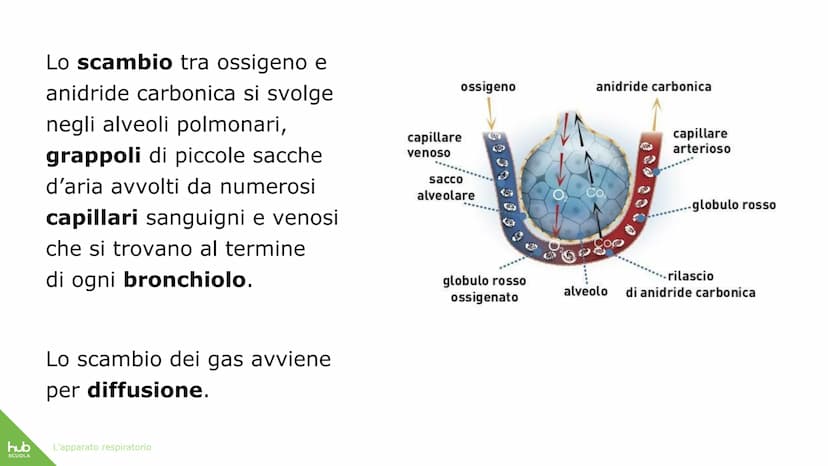 hub
SCUOLA
L'apparato
respiratorio hub
SCUOLA
L'apparato respiratorio fornisce
ossigeno al nostro corpo
ed espelle anidride carbonica
ed ele