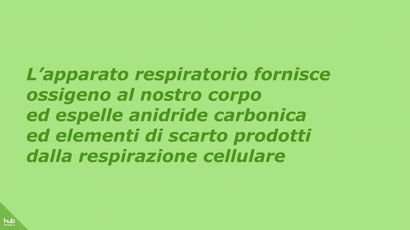 hub
SCUOLA
L'apparato
respiratorio hub
SCUOLA
L'apparato respiratorio fornisce
ossigeno al nostro corpo
ed espelle anidride carbonica
ed ele