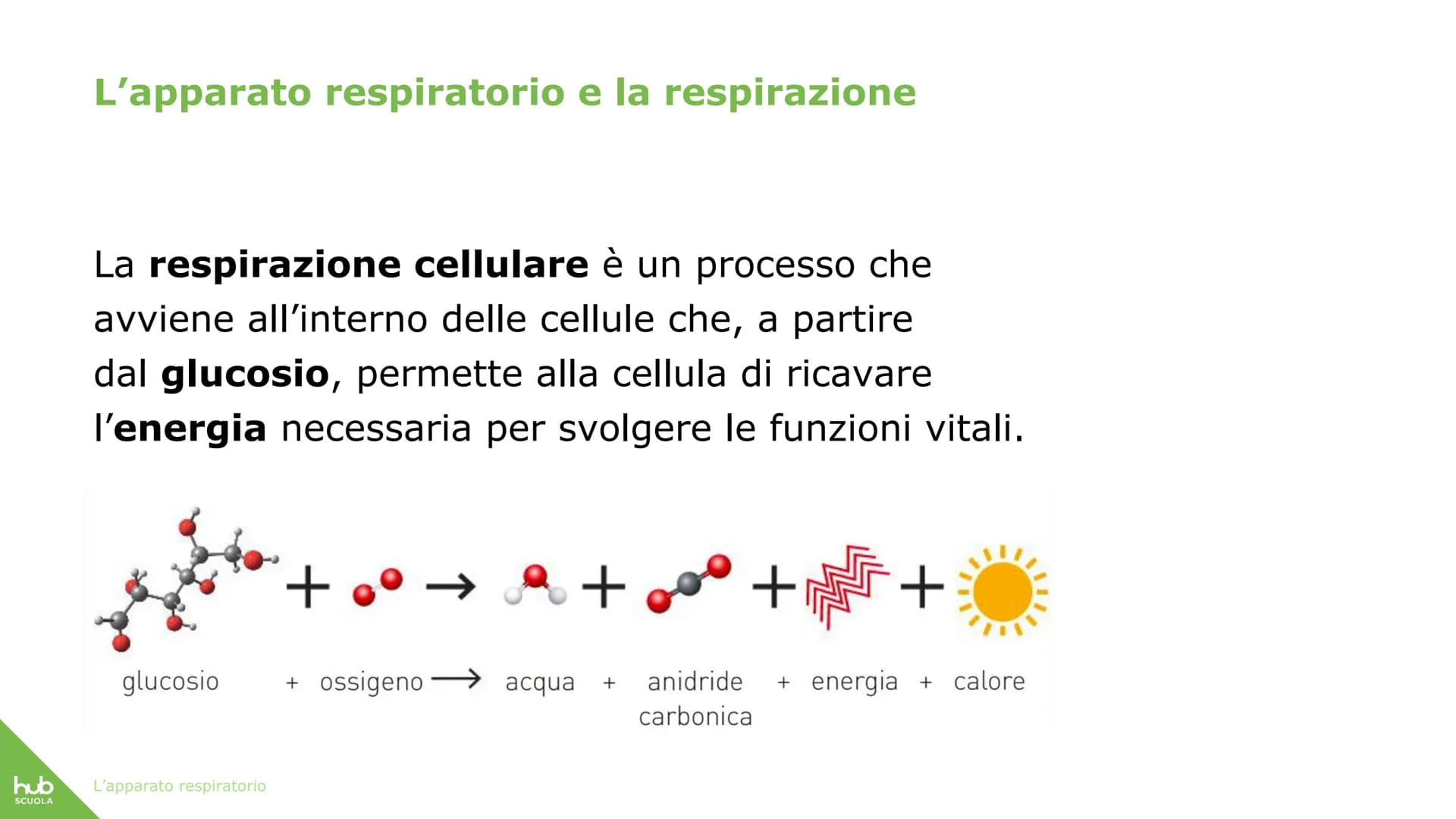 hub
SCUOLA
L'apparato
respiratorio hub
SCUOLA
L'apparato respiratorio fornisce
ossigeno al nostro corpo
ed espelle anidride carbonica
ed ele
