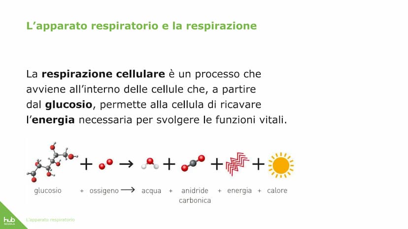 hub
SCUOLA
L'apparato
respiratorio hub
SCUOLA
L'apparato respiratorio fornisce
ossigeno al nostro corpo
ed espelle anidride carbonica
ed ele
