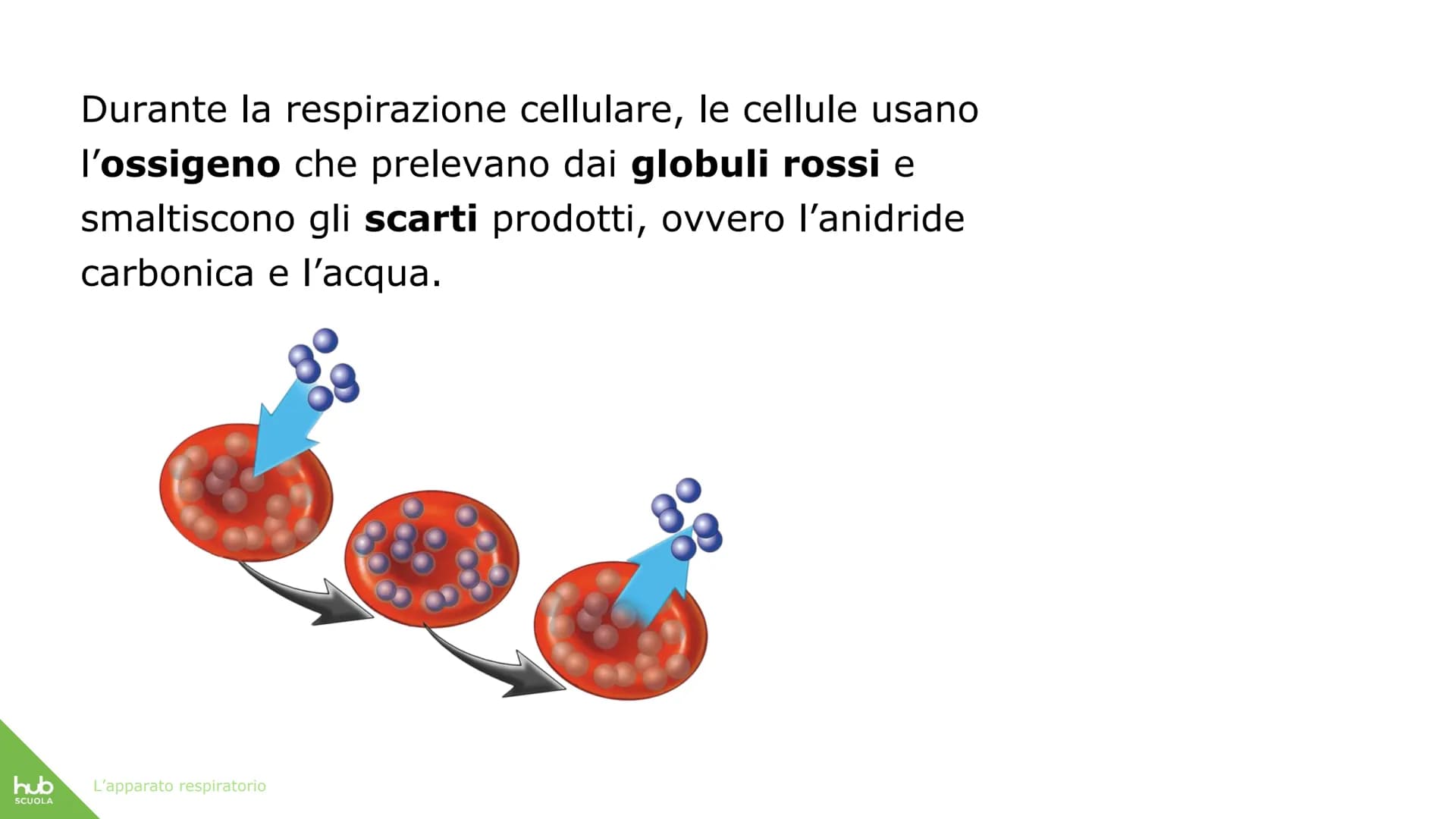 hub
SCUOLA
L'apparato
respiratorio hub
SCUOLA
L'apparato respiratorio fornisce
ossigeno al nostro corpo
ed espelle anidride carbonica
ed ele