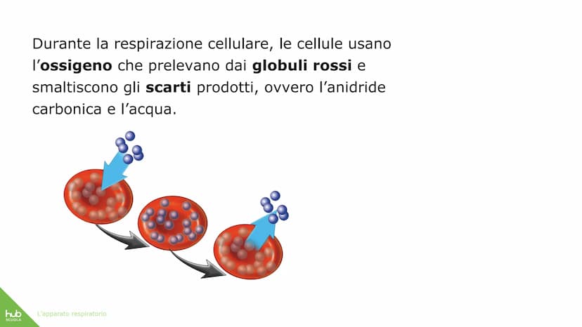 hub
SCUOLA
L'apparato
respiratorio hub
SCUOLA
L'apparato respiratorio fornisce
ossigeno al nostro corpo
ed espelle anidride carbonica
ed ele