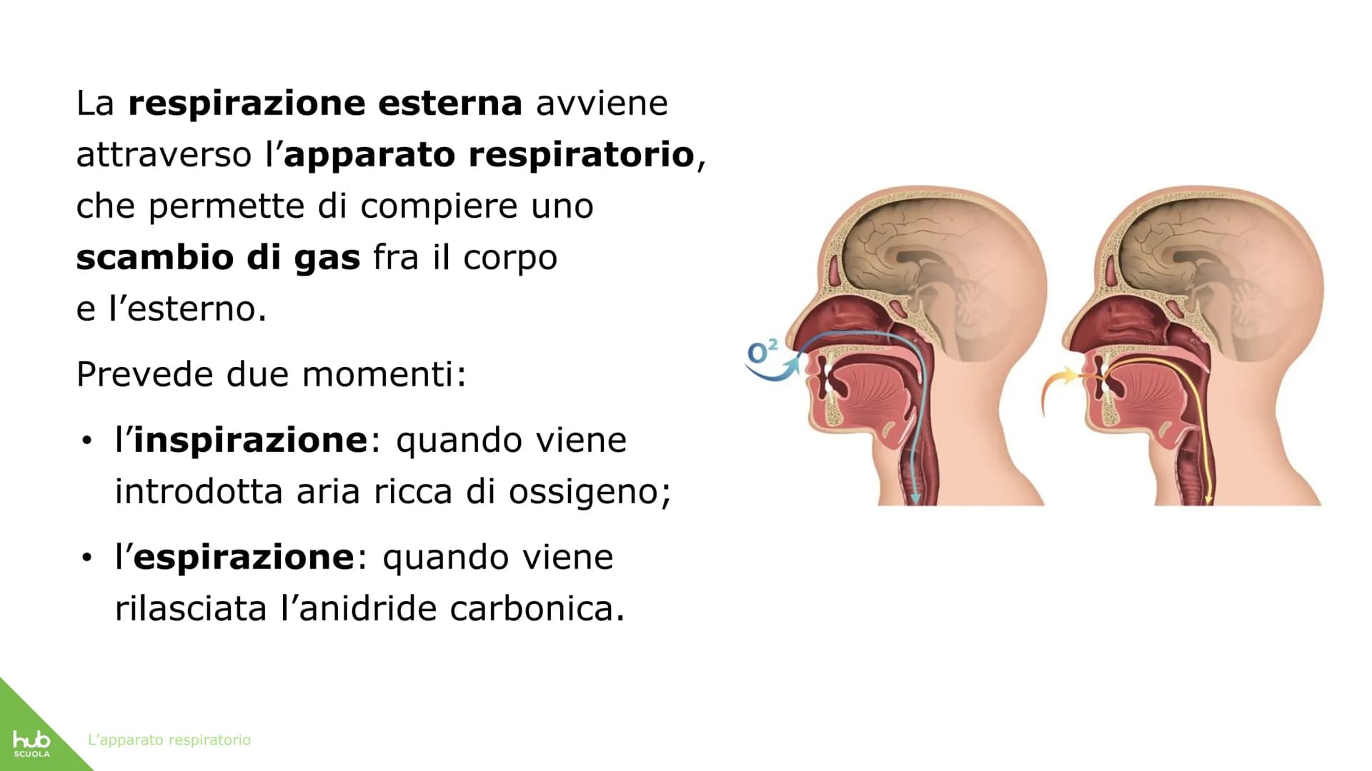 hub
SCUOLA
L'apparato
respiratorio hub
SCUOLA
L'apparato respiratorio fornisce
ossigeno al nostro corpo
ed espelle anidride carbonica
ed ele