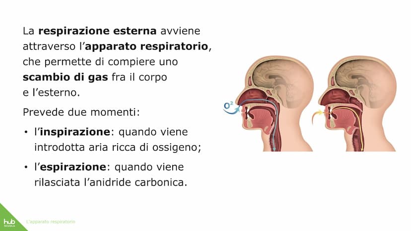 hub
SCUOLA
L'apparato
respiratorio hub
SCUOLA
L'apparato respiratorio fornisce
ossigeno al nostro corpo
ed espelle anidride carbonica
ed ele