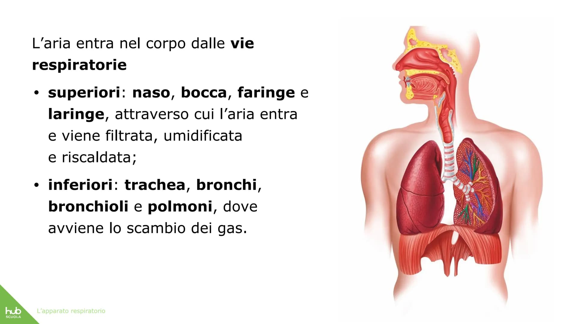 hub
SCUOLA
L'apparato
respiratorio hub
SCUOLA
L'apparato respiratorio fornisce
ossigeno al nostro corpo
ed espelle anidride carbonica
ed ele