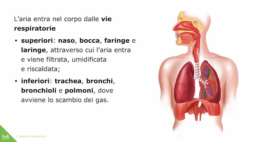 hub
SCUOLA
L'apparato
respiratorio hub
SCUOLA
L'apparato respiratorio fornisce
ossigeno al nostro corpo
ed espelle anidride carbonica
ed ele