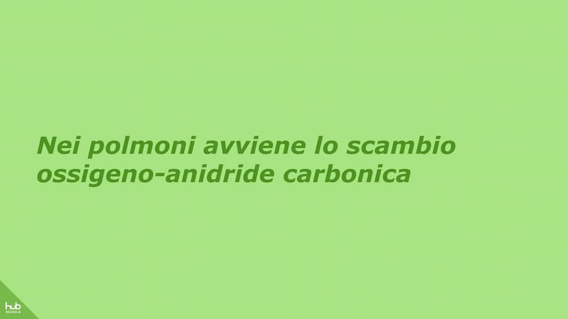hub
SCUOLA
L'apparato
respiratorio hub
SCUOLA
L'apparato respiratorio fornisce
ossigeno al nostro corpo
ed espelle anidride carbonica
ed ele