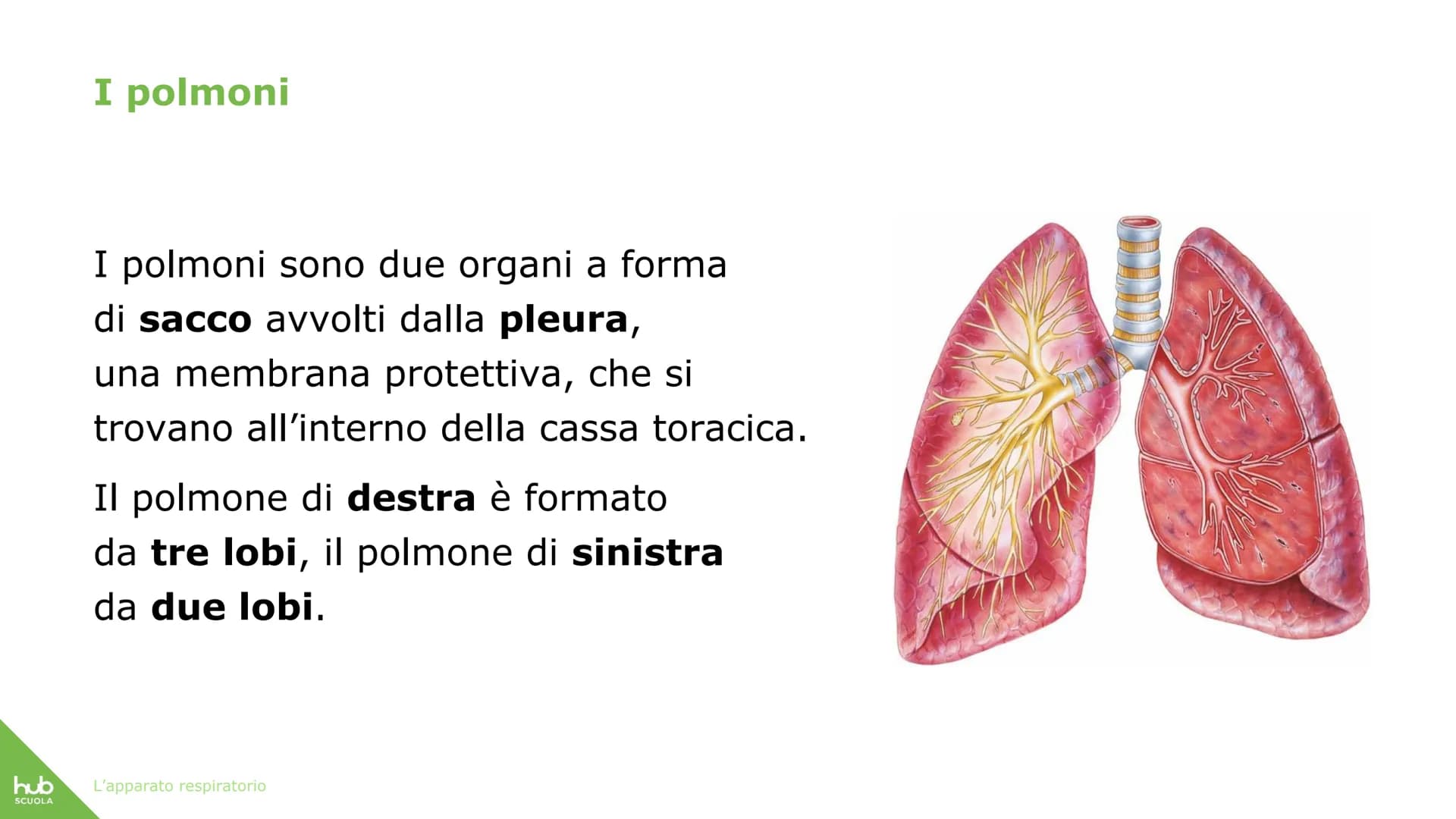 hub
SCUOLA
L'apparato
respiratorio hub
SCUOLA
L'apparato respiratorio fornisce
ossigeno al nostro corpo
ed espelle anidride carbonica
ed ele