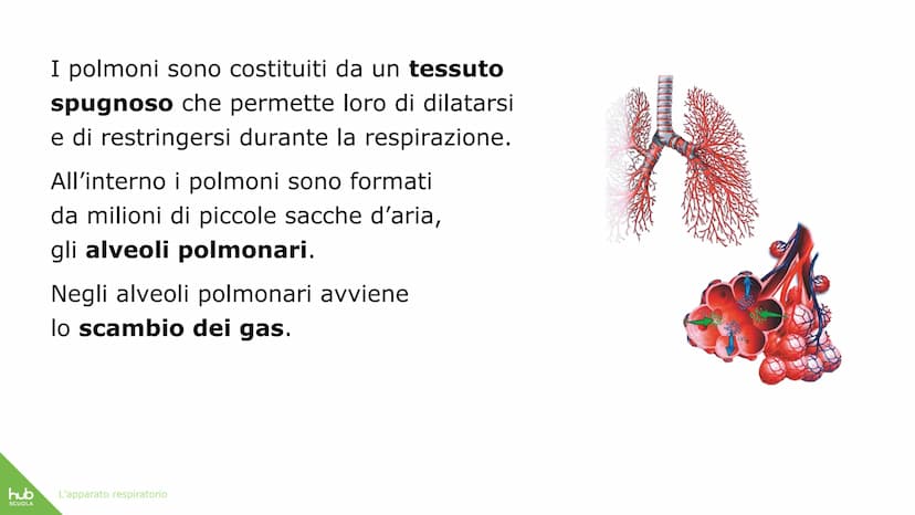 hub
SCUOLA
L'apparato
respiratorio hub
SCUOLA
L'apparato respiratorio fornisce
ossigeno al nostro corpo
ed espelle anidride carbonica
ed ele
