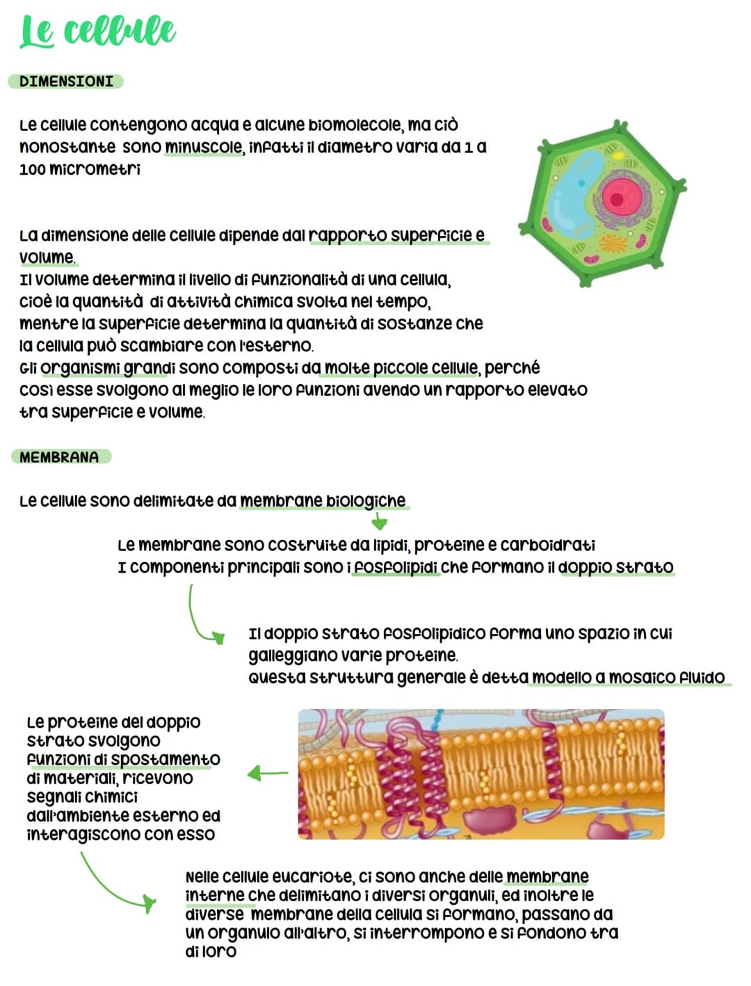 Le cellule
DIMENSIONI
Le cellule contengono acqua e alcune biomolecole, ma ciò
nonostante sono minuscole, infatti il diametro varia da 1 a
1