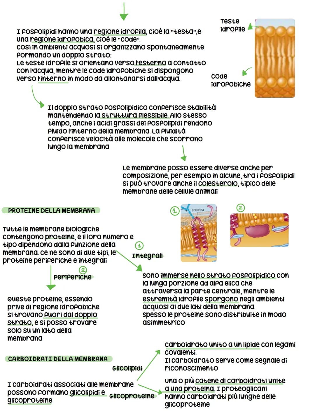 Le cellule
DIMENSIONI
Le cellule contengono acqua e alcune biomolecole, ma ciò
nonostante sono minuscole, infatti il diametro varia da 1 a
1
