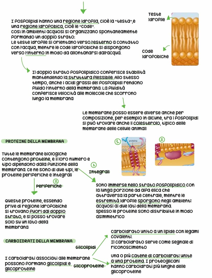 Le cellule
DIMENSIONI
Le cellule contengono acqua e alcune biomolecole, ma ciò
nonostante sono minuscole, infatti il diametro varia da 1 a
1