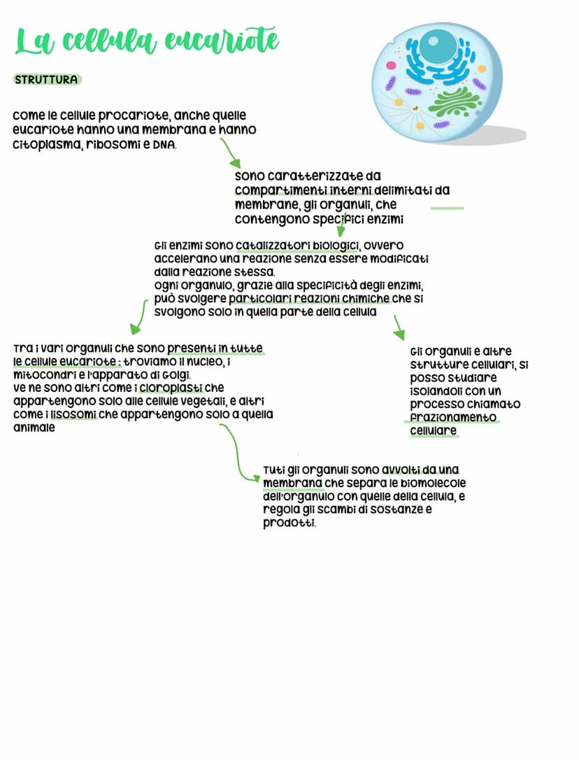 Le cellule
DIMENSIONI
Le cellule contengono acqua e alcune biomolecole, ma ciò
nonostante sono minuscole, infatti il diametro varia da 1 a
1