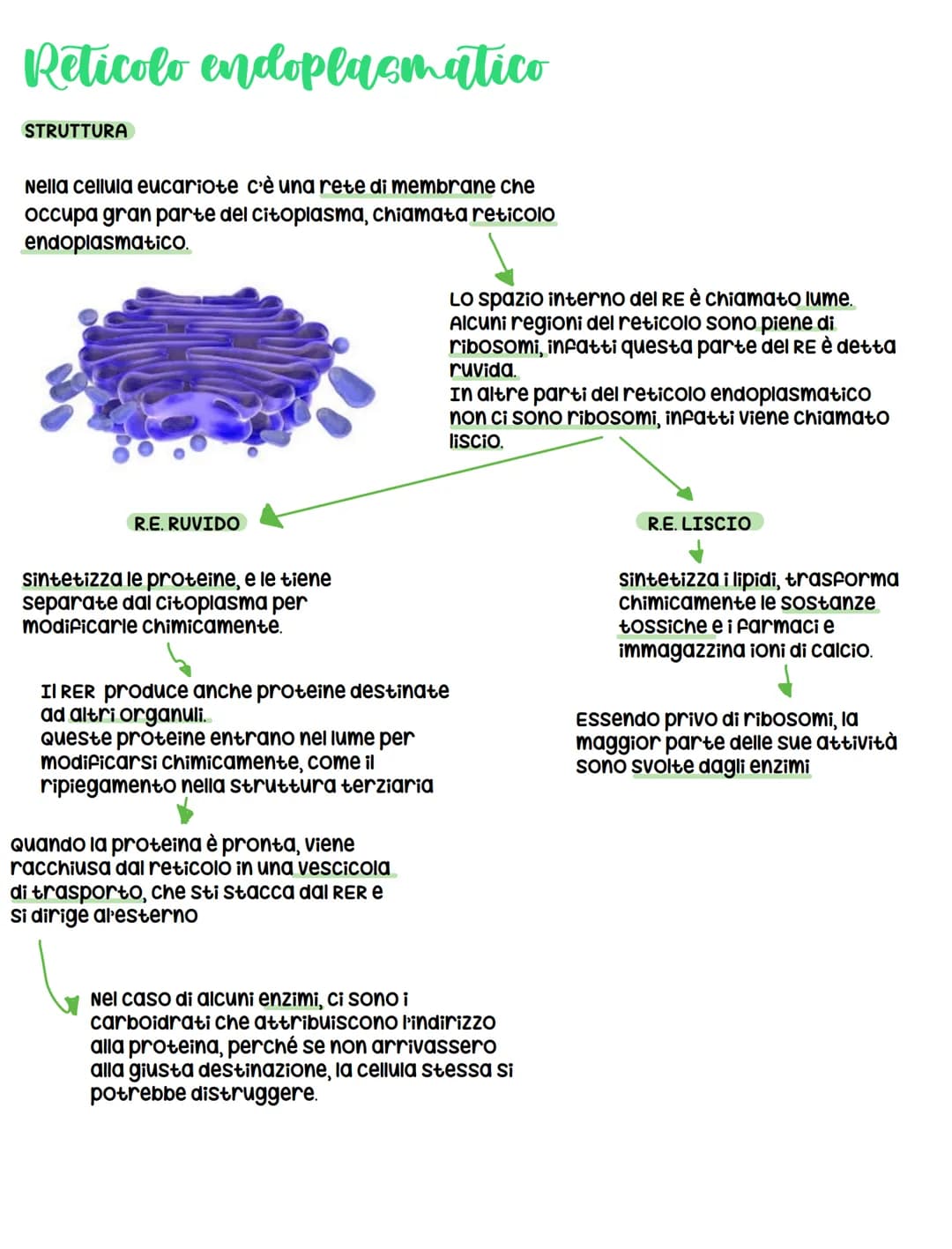 Le cellule
DIMENSIONI
Le cellule contengono acqua e alcune biomolecole, ma ciò
nonostante sono minuscole, infatti il diametro varia da 1 a
1