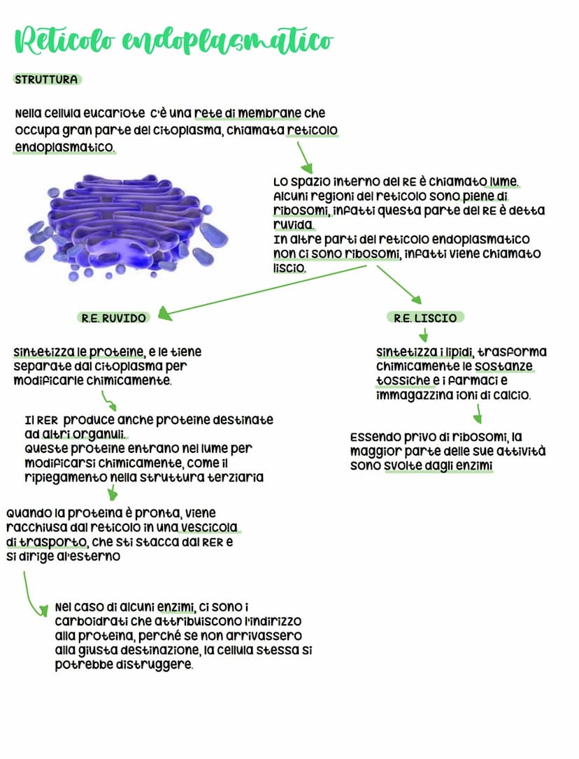 Le cellule
DIMENSIONI
Le cellule contengono acqua e alcune biomolecole, ma ciò
nonostante sono minuscole, infatti il diametro varia da 1 a
1