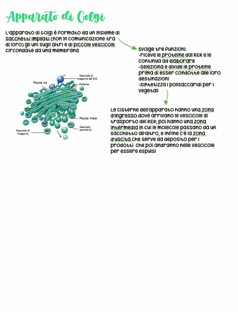 Le cellule
DIMENSIONI
Le cellule contengono acqua e alcune biomolecole, ma ciò
nonostante sono minuscole, infatti il diametro varia da 1 a
1