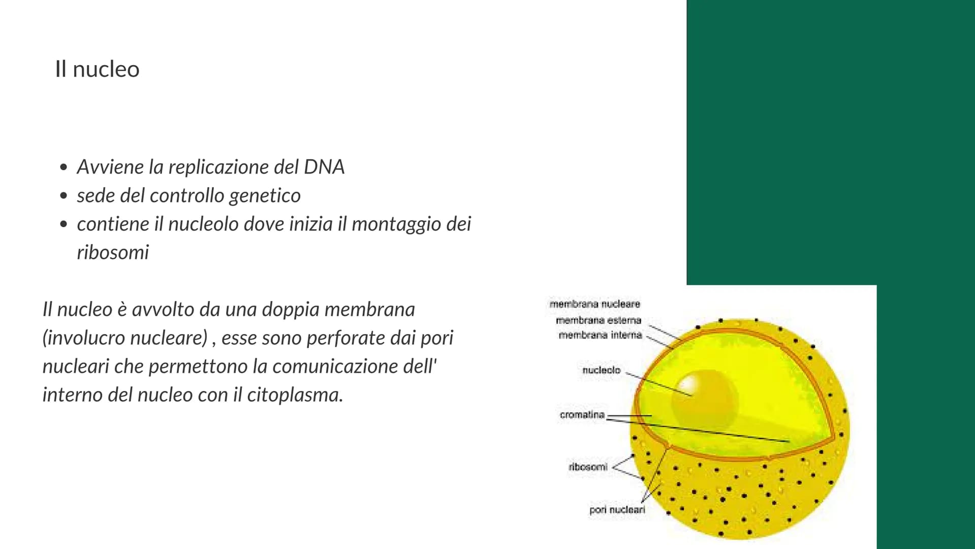 La cellula
e i suoi
organuli
Pietro Ferrario
y Concetti chiave
Cos'è una cellula
Come si suddividono
Da cosa è formata Cos'è la cellula?
La 