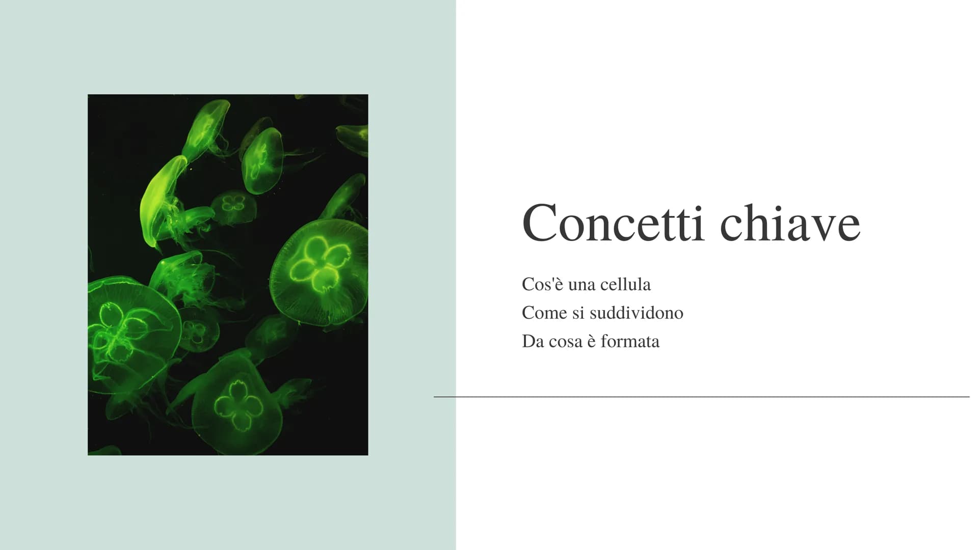 La cellula
e i suoi
organuli
Pietro Ferrario
y Concetti chiave
Cos'è una cellula
Come si suddividono
Da cosa è formata Cos'è la cellula?
La 