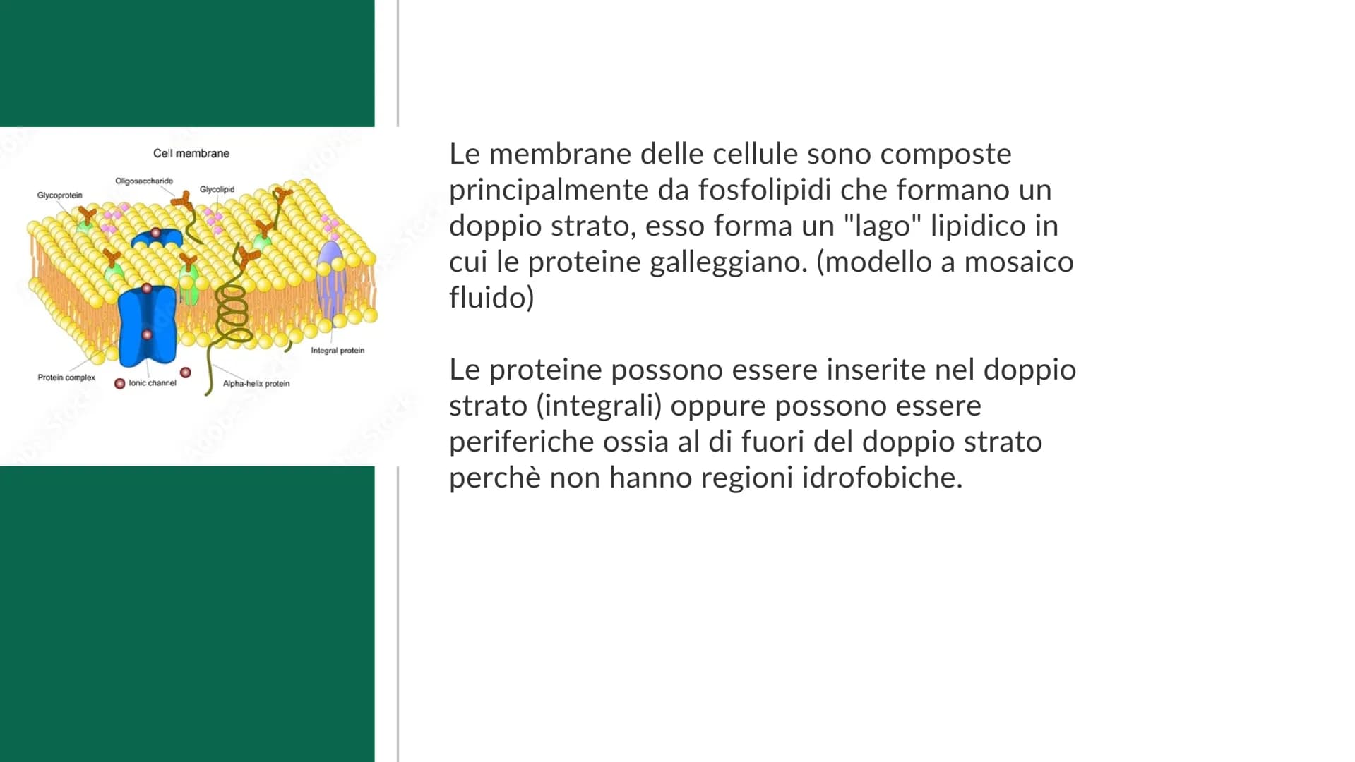 La cellula
e i suoi
organuli
Pietro Ferrario
y Concetti chiave
Cos'è una cellula
Come si suddividono
Da cosa è formata Cos'è la cellula?
La 