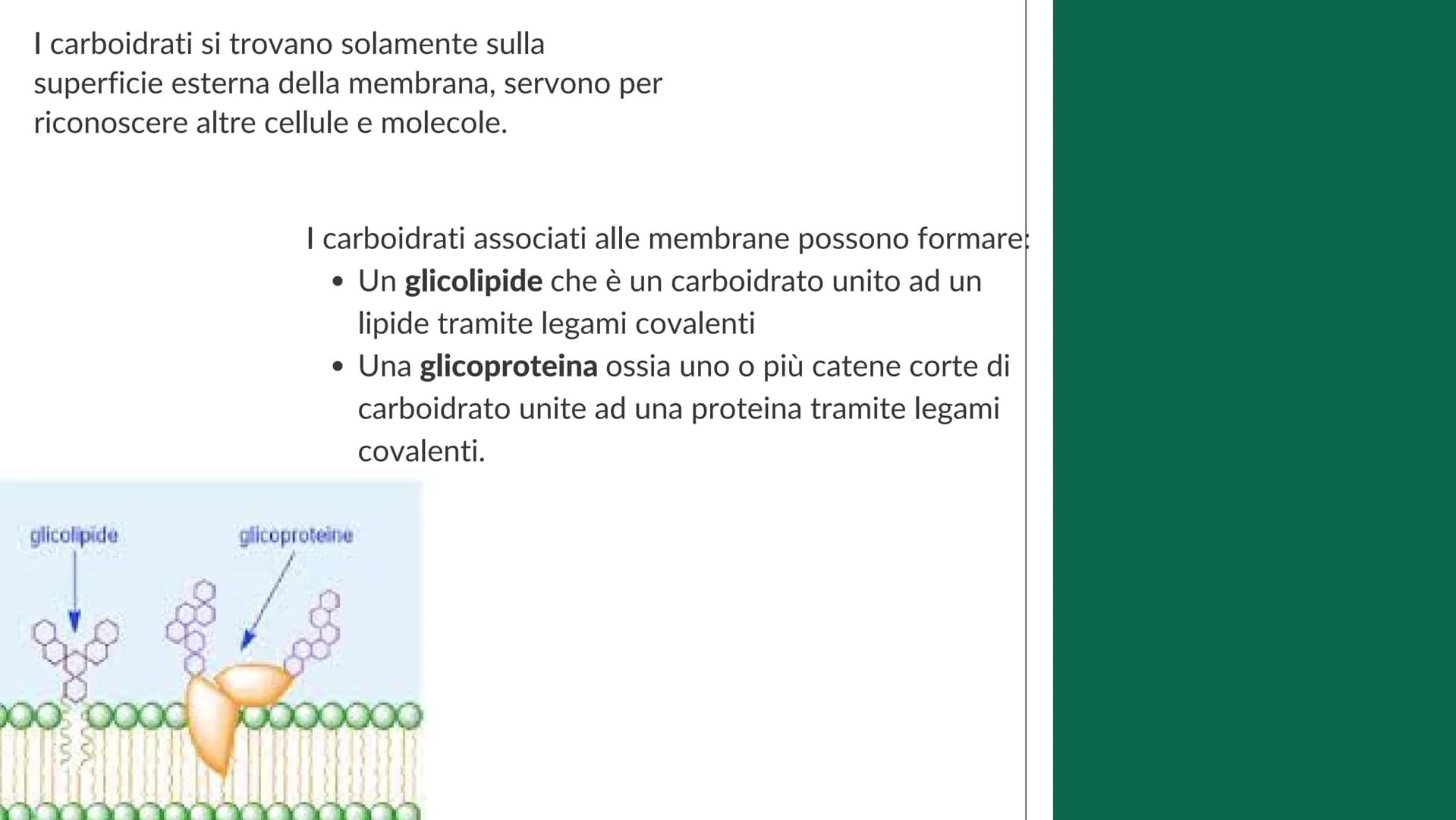 La cellula
e i suoi
organuli
Pietro Ferrario
y Concetti chiave
Cos'è una cellula
Come si suddividono
Da cosa è formata Cos'è la cellula?
La 