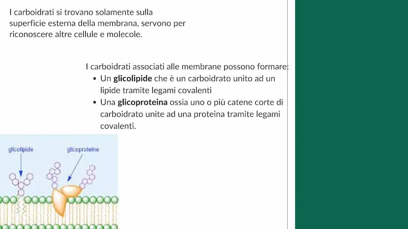 La cellula
e i suoi
organuli
Pietro Ferrario
y Concetti chiave
Cos'è una cellula
Come si suddividono
Da cosa è formata Cos'è la cellula?
La 