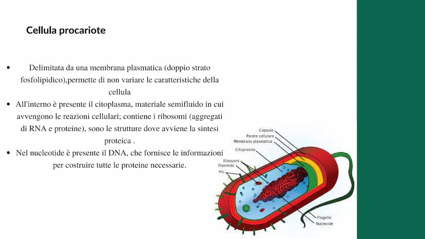 La cellula
e i suoi
organuli
Pietro Ferrario
y Concetti chiave
Cos'è una cellula
Come si suddividono
Da cosa è formata Cos'è la cellula?
La 