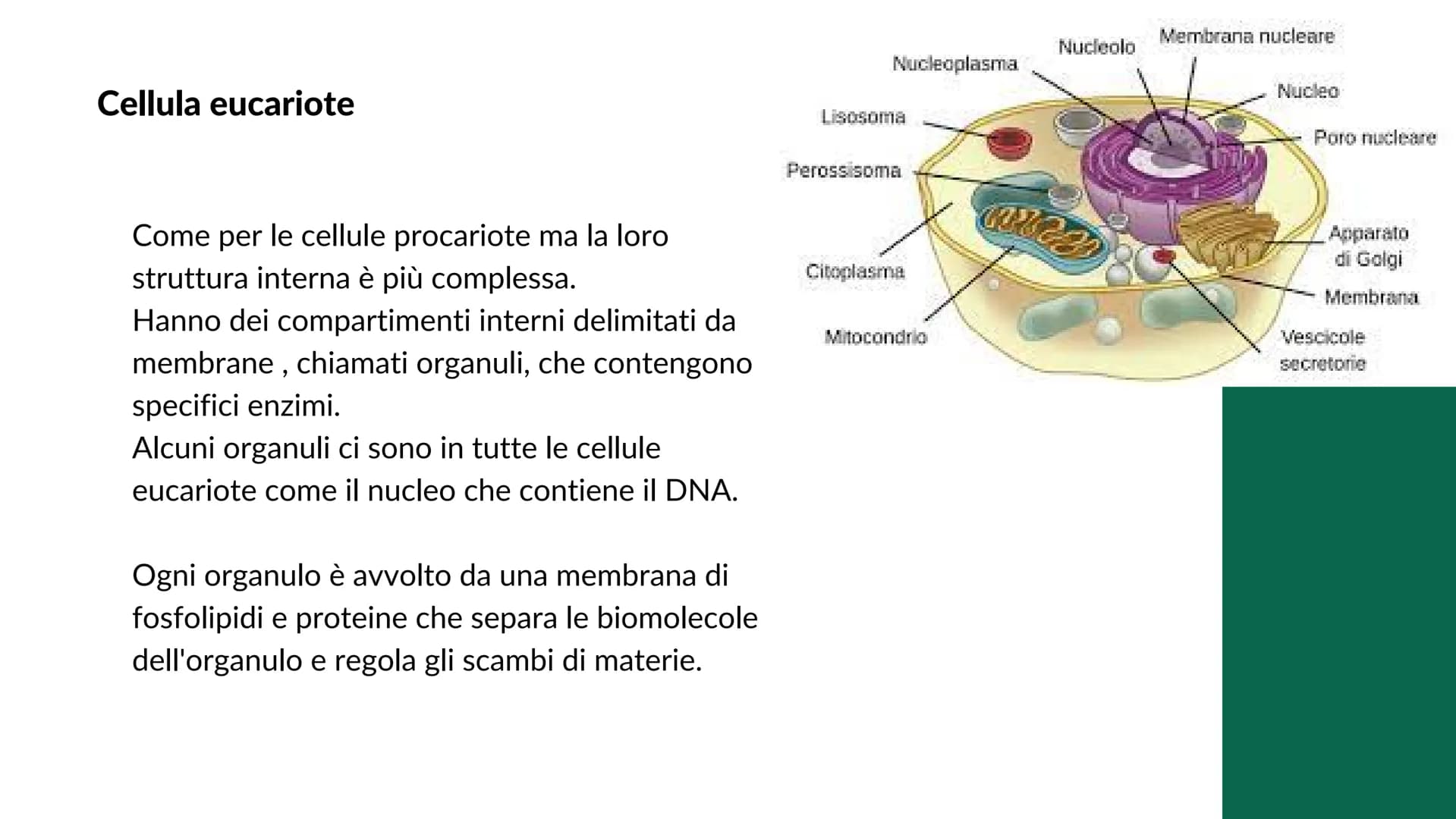 La cellula
e i suoi
organuli
Pietro Ferrario
y Concetti chiave
Cos'è una cellula
Come si suddividono
Da cosa è formata Cos'è la cellula?
La 