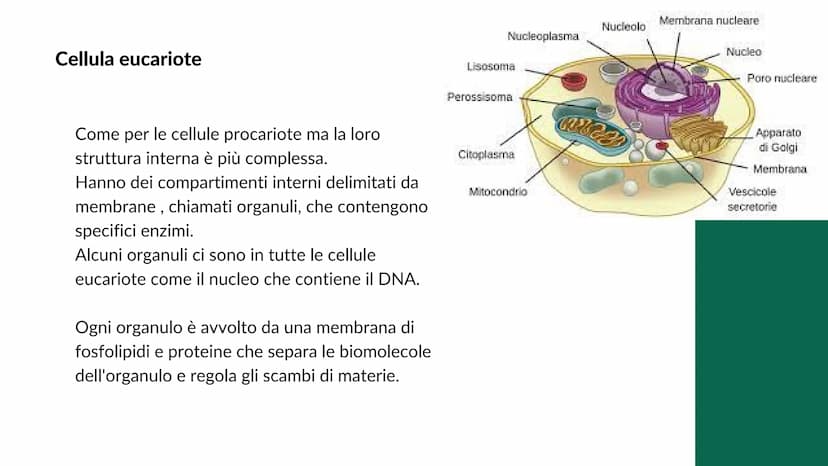 La cellula
e i suoi
organuli
Pietro Ferrario
y Concetti chiave
Cos'è una cellula
Come si suddividono
Da cosa è formata Cos'è la cellula?
La 