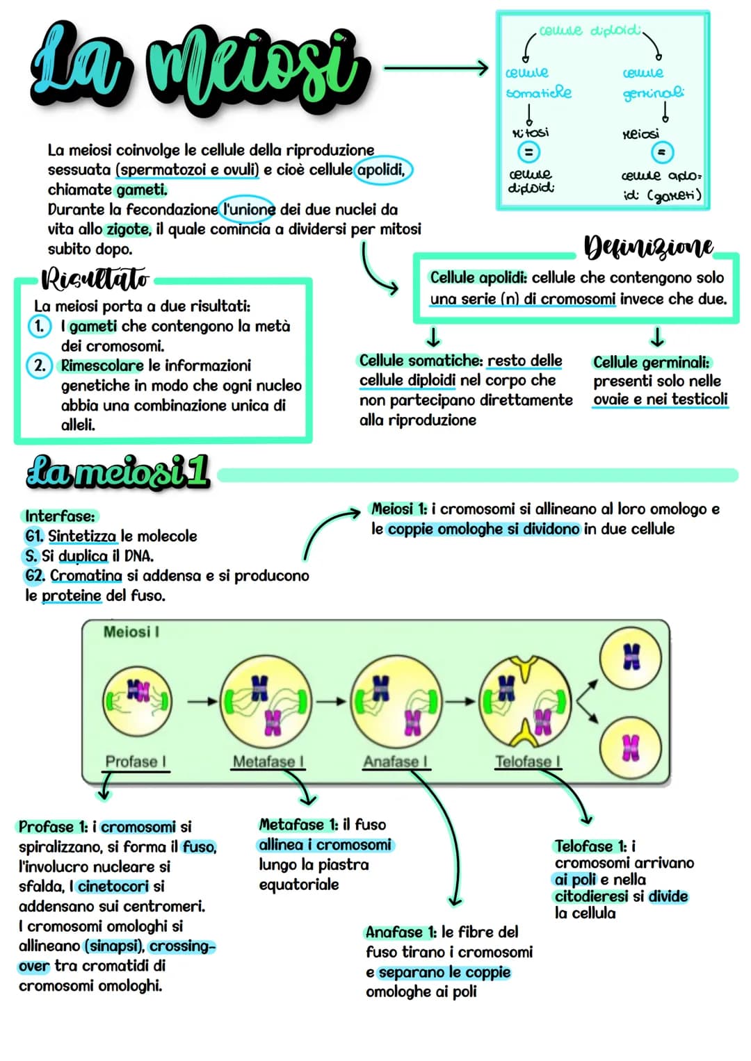 La Meiosi
La meiosi coinvolge le cellule della riproduzione
sessuata (spermatozoi e ovuli) e cioè cellule apolidi,
chiamate gameti.
Durante 