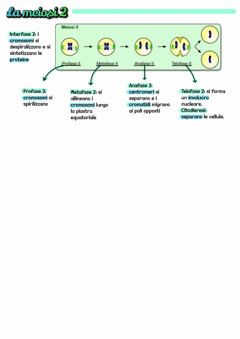 La Meiosi
La meiosi coinvolge le cellule della riproduzione
sessuata (spermatozoi e ovuli) e cioè cellule apolidi,
chiamate gameti.
Durante 