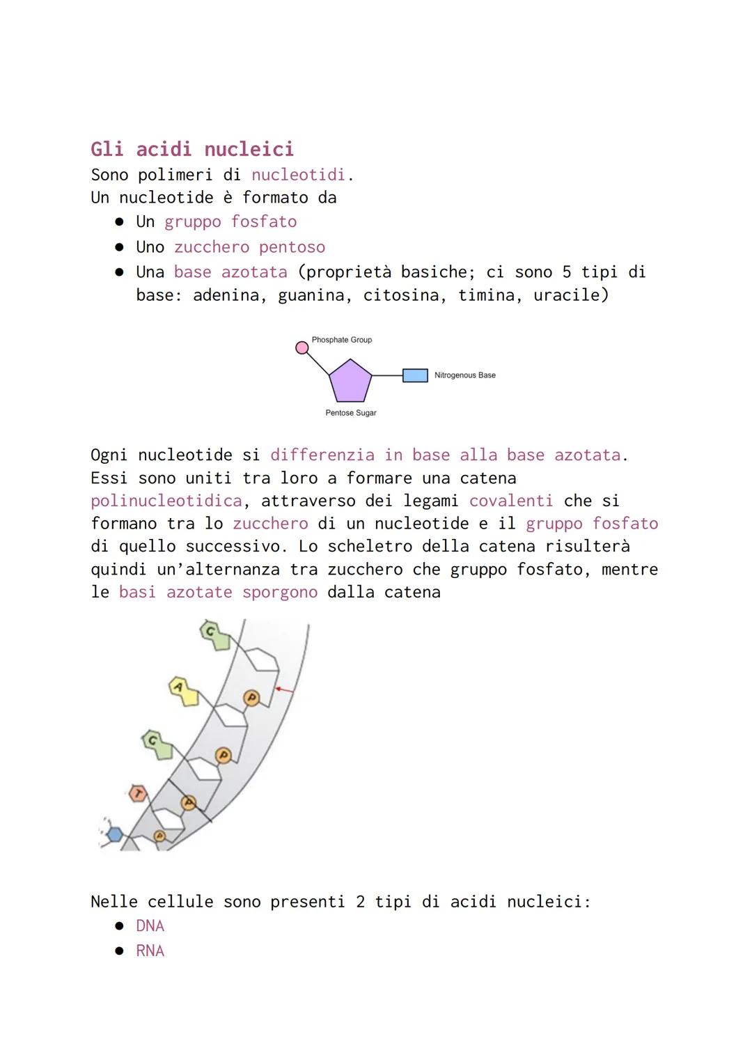 Gli acidi nucleici
Sono polimeri di nucleotidi.
Un nucleotide è formato da
Un gruppo fosfato
• Uno zucchero pentoso
• Una base azotata (prop